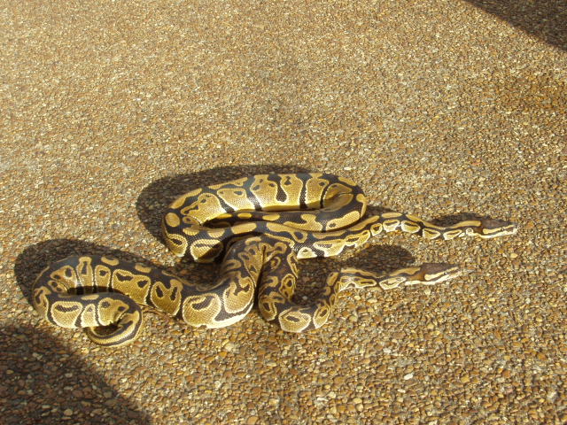het albino pair