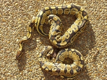 het axanthic pair
