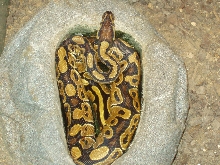 het axanthic female