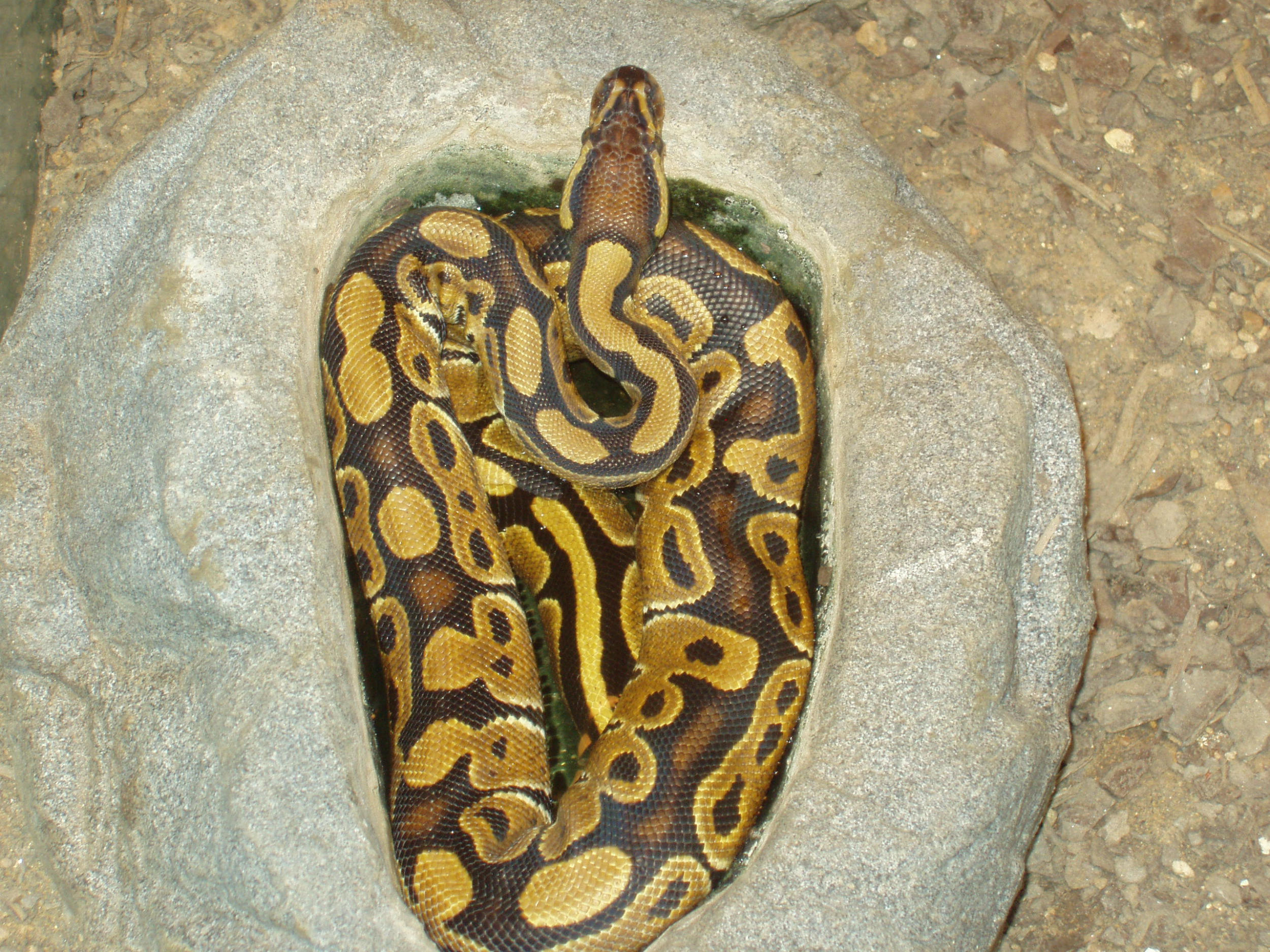 het axanthic female