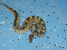 100% het axanthic male