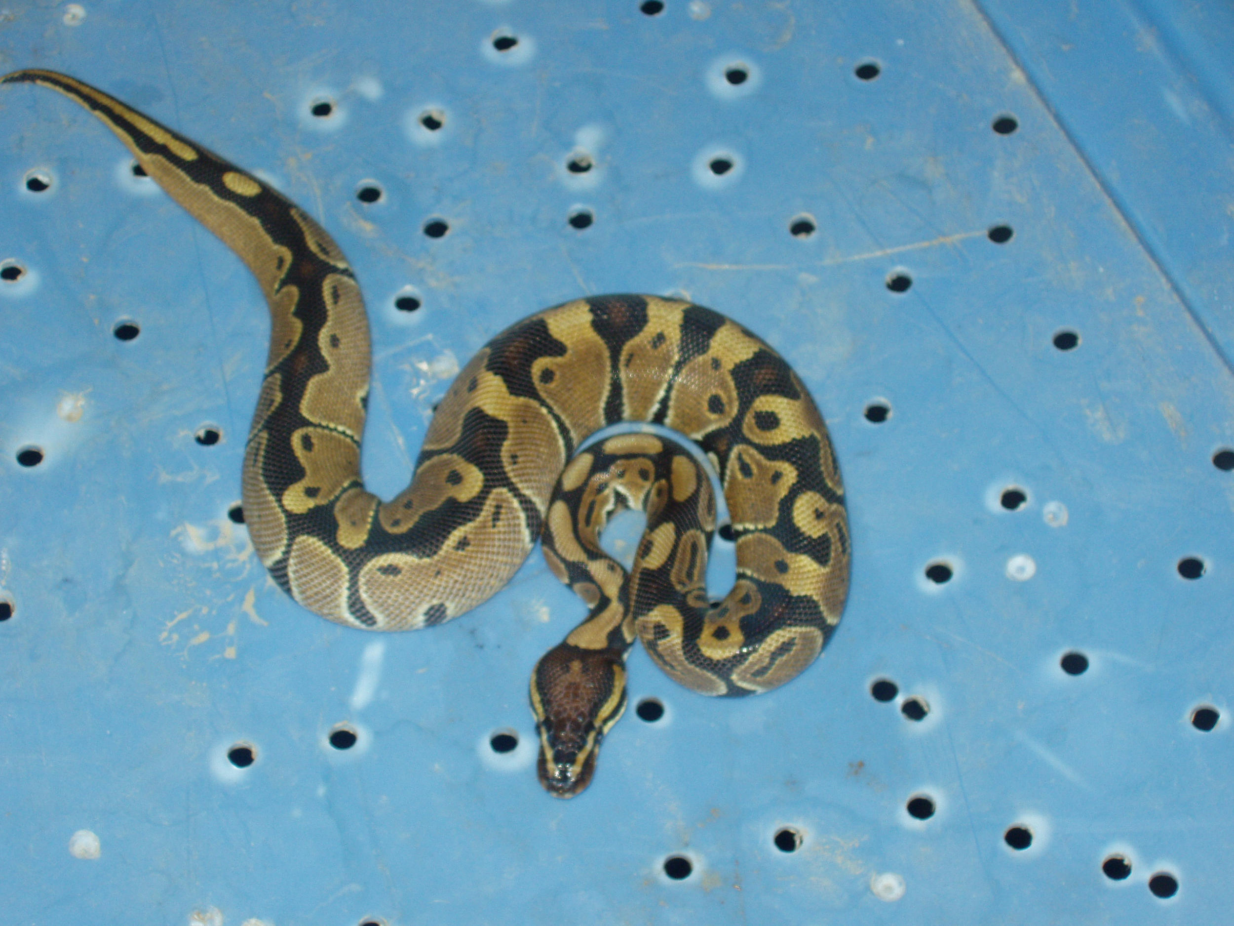 100% het axanthic male