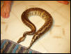 leopard blood female