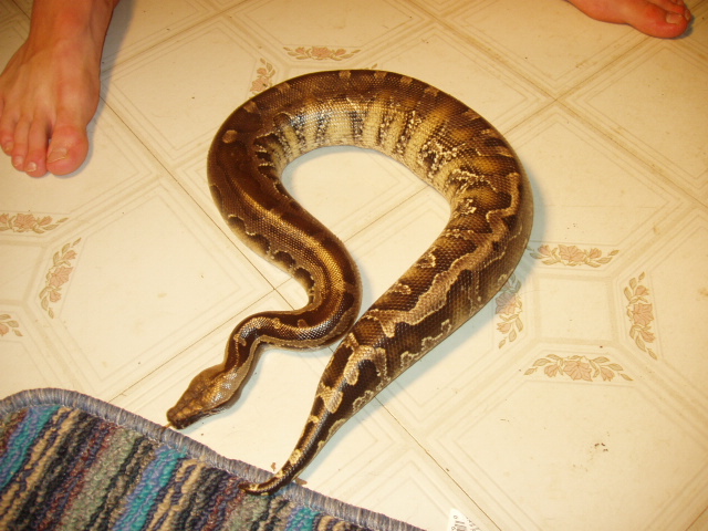 leopard blood female
