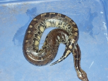 male leopard blood