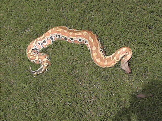 yellow phase male