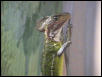 redheaded basilisk