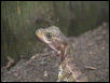 juvinile female redheaded basilisk