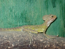 juvi male red headed basilisk