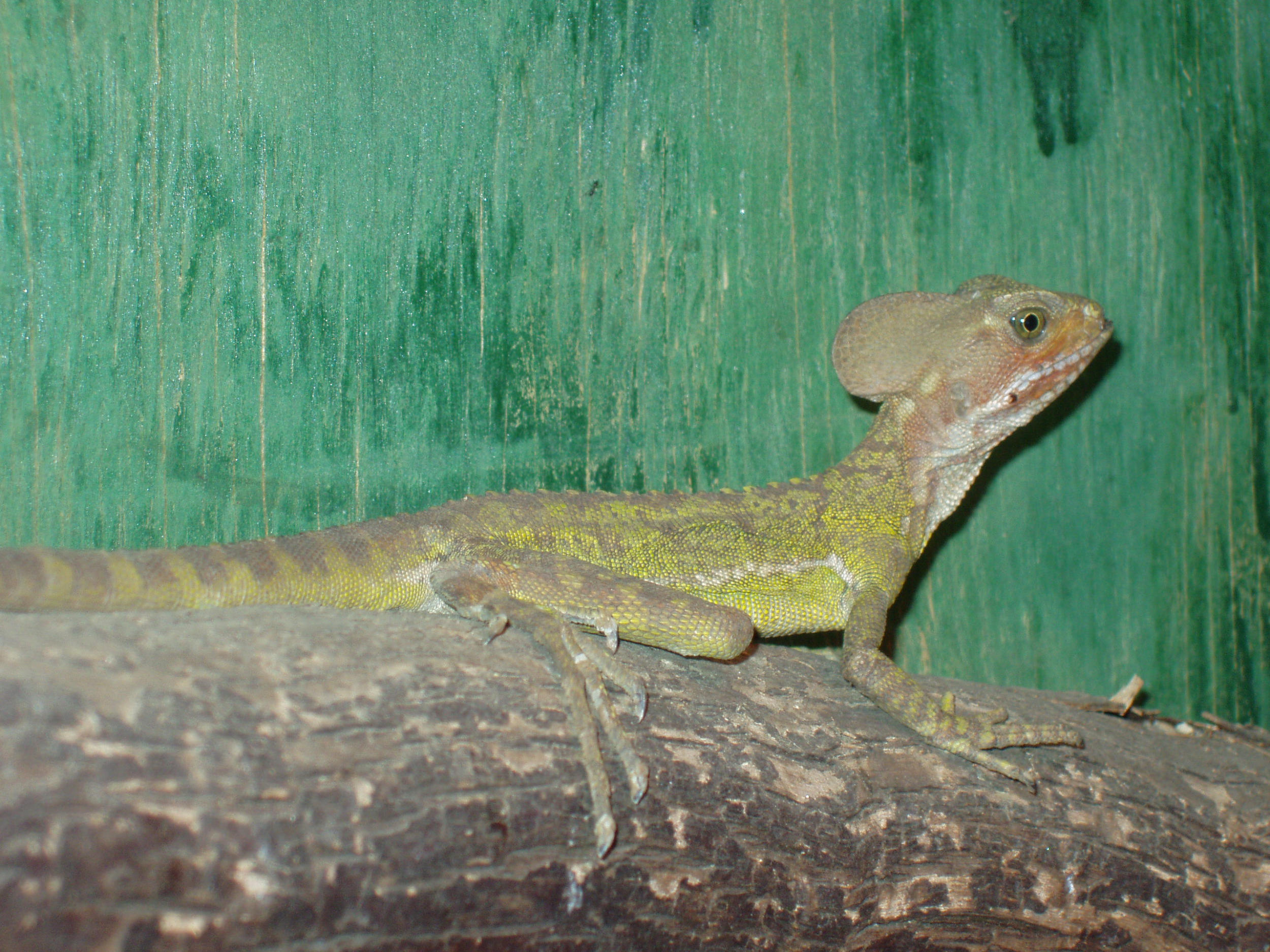 juvi male red headed basilisk