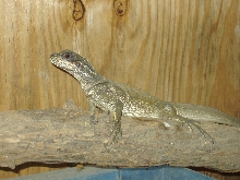 juvi giant sailfin