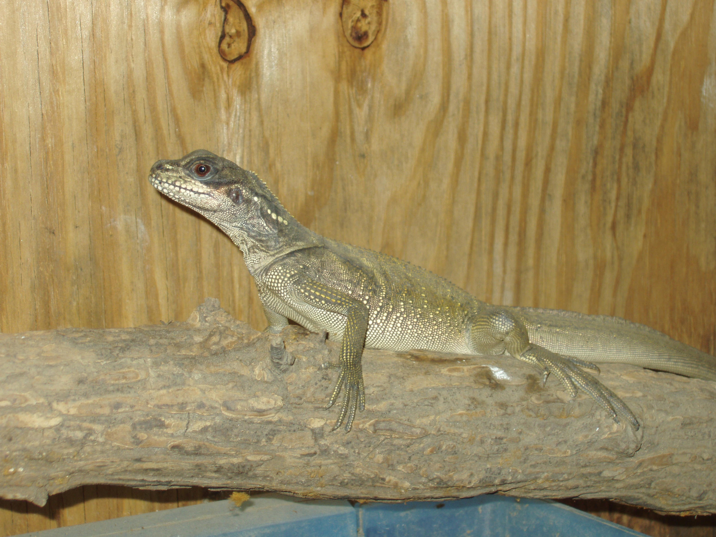 juvi giant sailfin