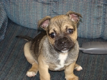Jug Puppy  Bella