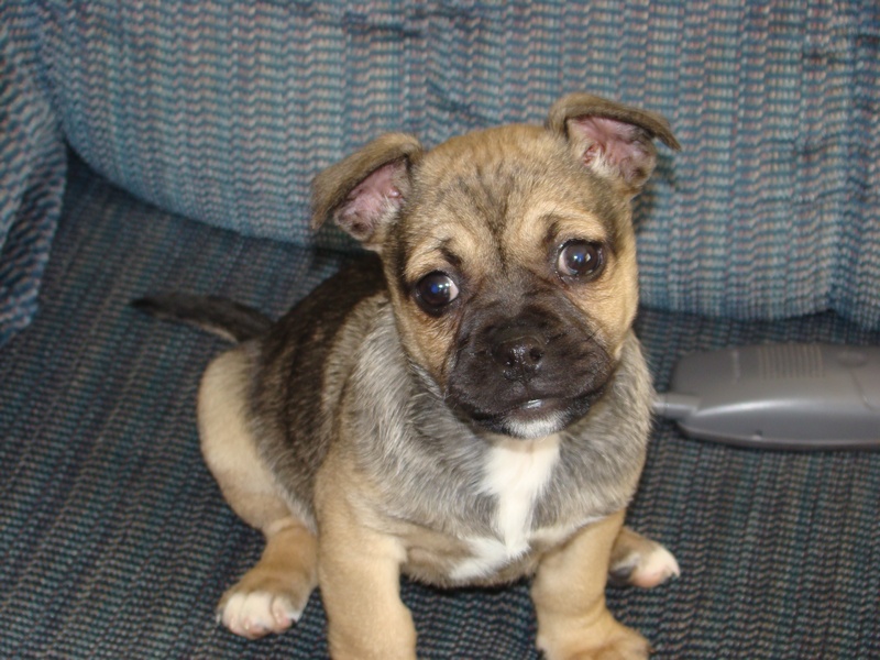 Jug Puppy  Bella