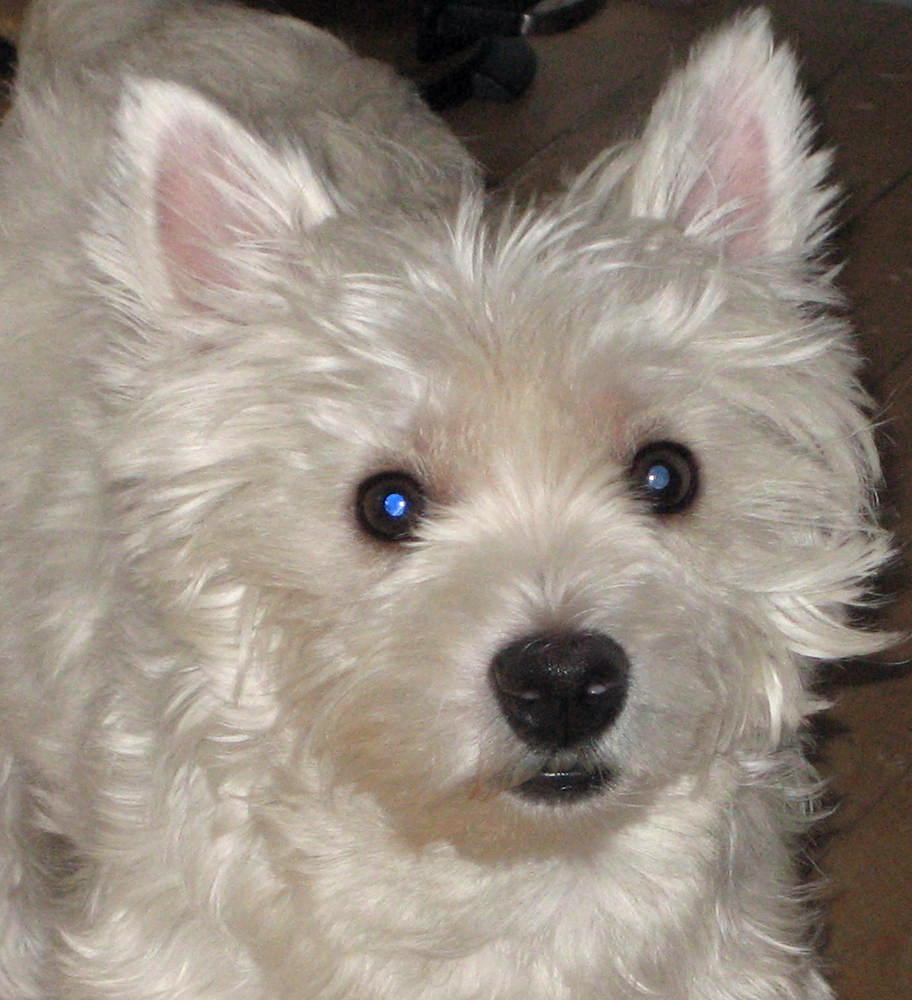 My SImon