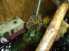 mossy tree frog