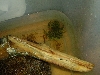mossy1