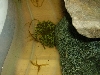 mossy2