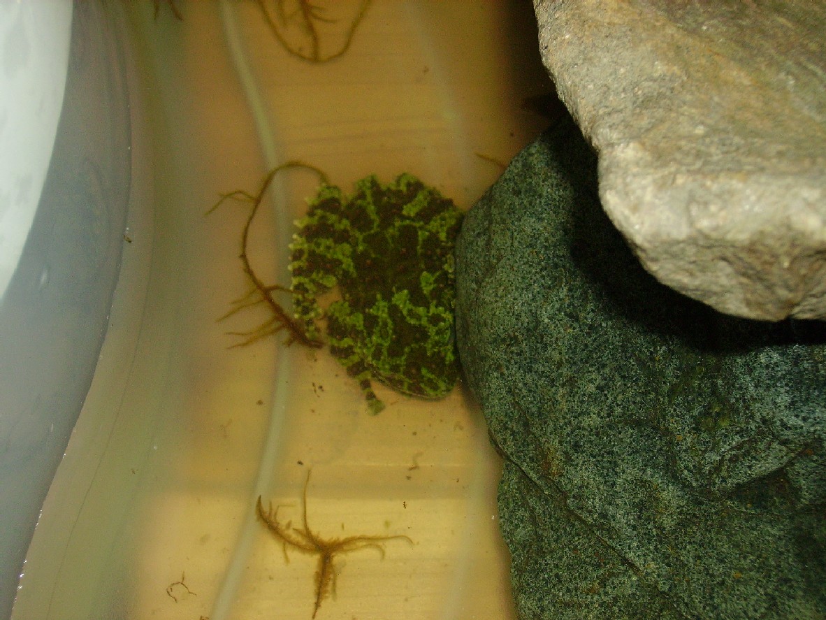 mossy2