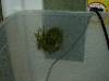 mossy3