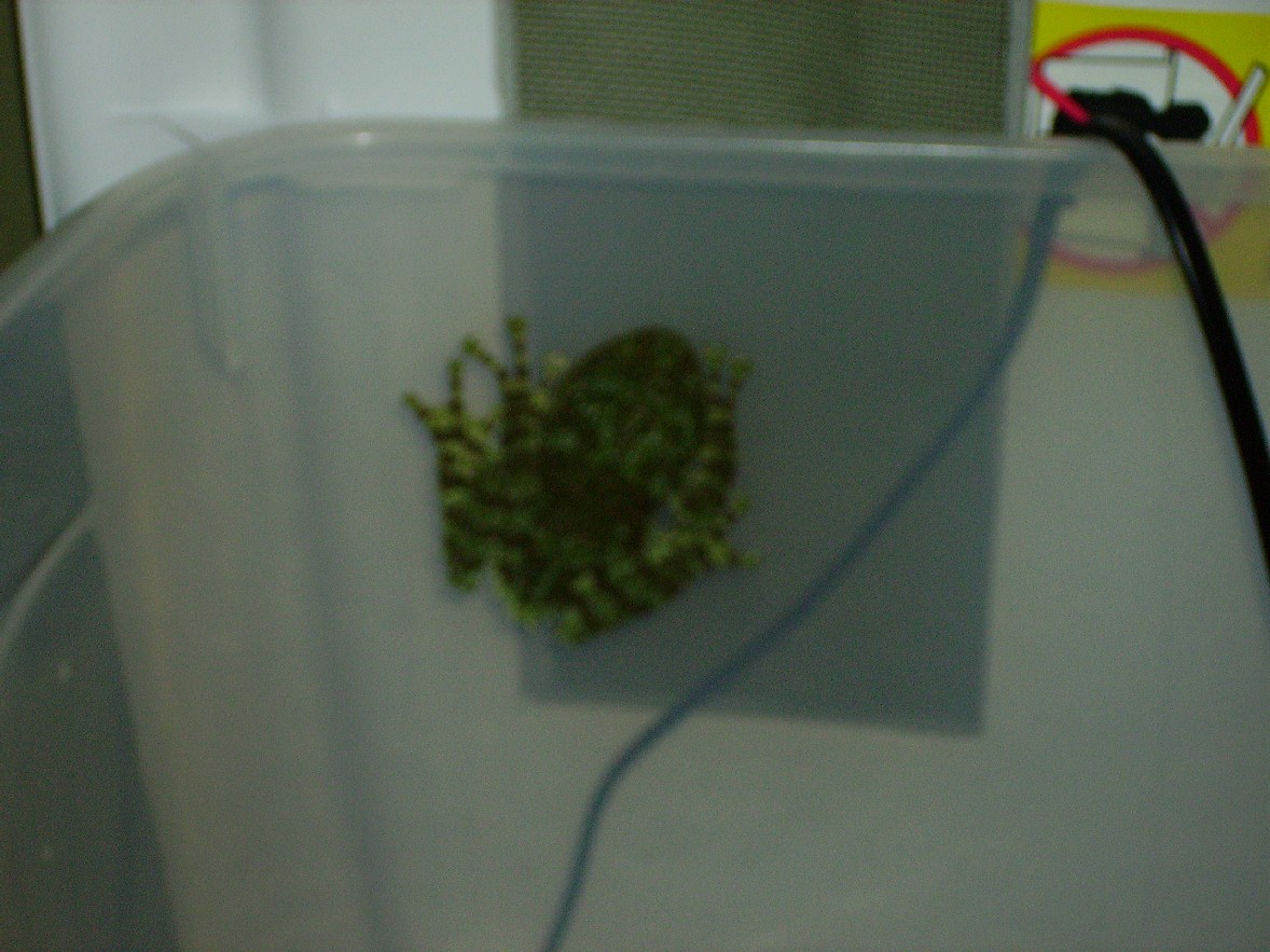 mossy3
