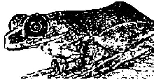 frog