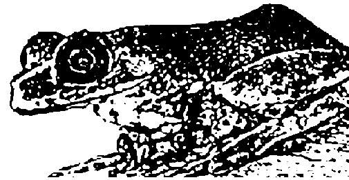 frog
