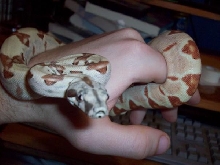 HYPOHAND