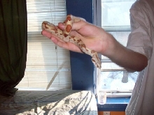 HYPO