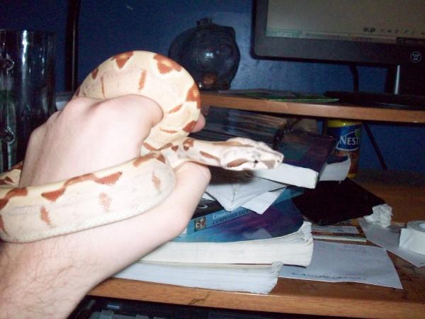 HYPO