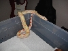 cleaningpic1
