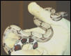 Suriname Boa