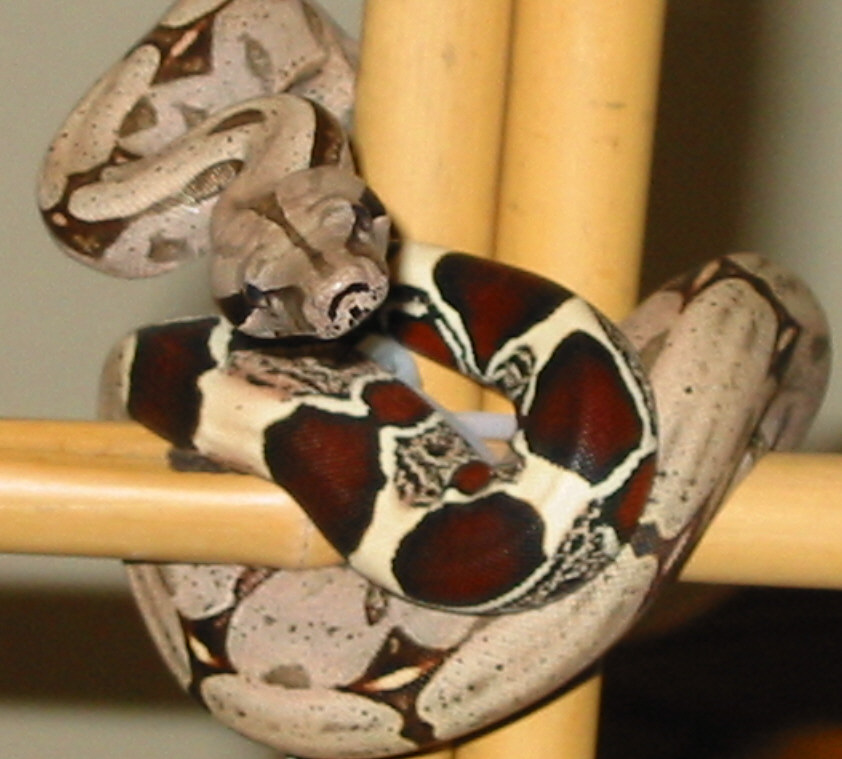 Female Suriname