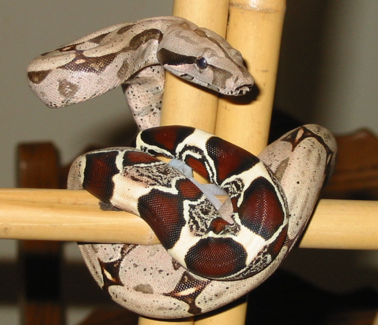 Female Suriname