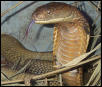king cobra