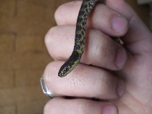 Liophis Poecilogyrus