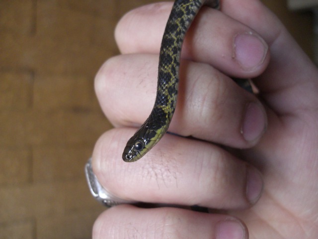Liophis Poecilogyrus
