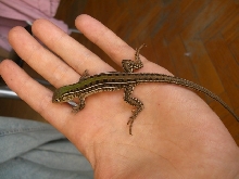 Teius oculatus