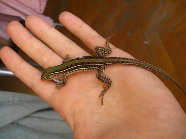 Teius oculatus