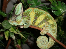 MALE VEILED
