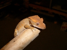 FLAME CRESTED