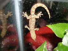 MOURNING GECKO