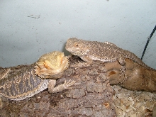 MALE AND FEMALE