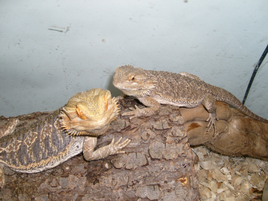 MALE AND FEMALE