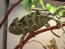 FEMALE VEILED SHEDING