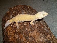 FEMALE LEO