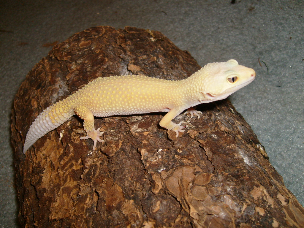 FEMALE LEO