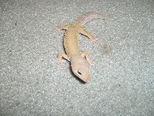 MALE LEO