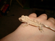 baby crested #1