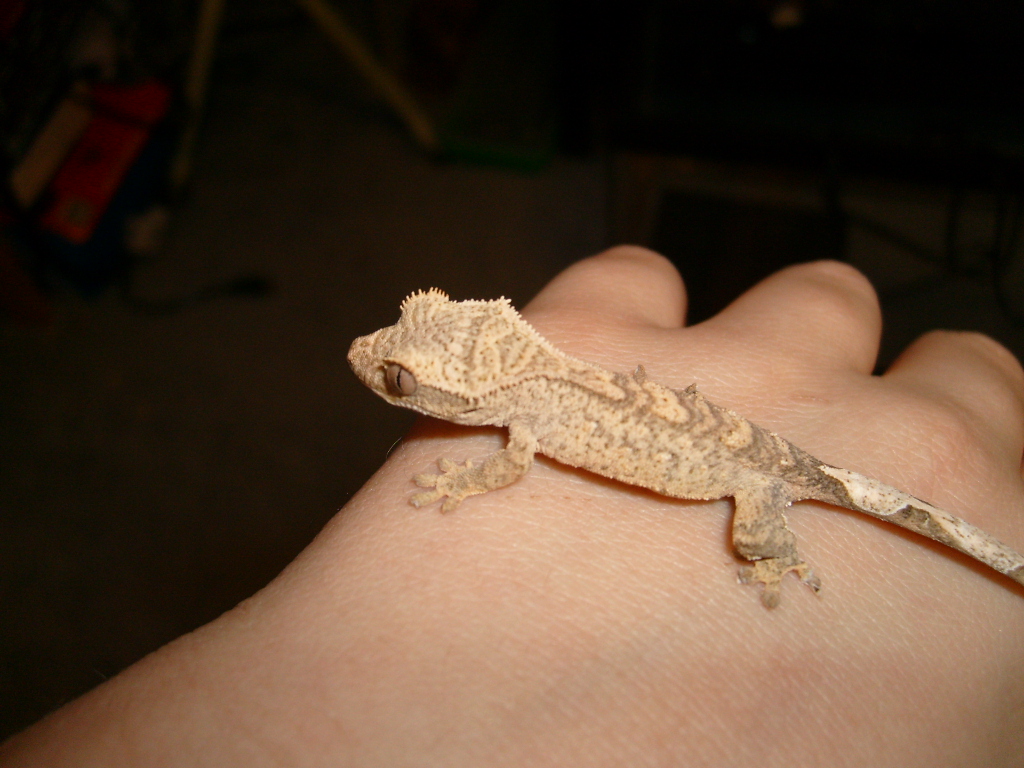 baby crested #1